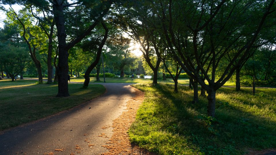 Chemin de parc éclairé par le soleil du soir